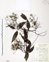 藏品(柱果鐵線蓮)的圖片