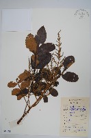 藏品(鹽膚木)的圖片