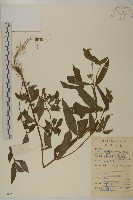 藏品(鱧腸)的圖片