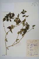 藏品(華九頭獅子草)的圖片