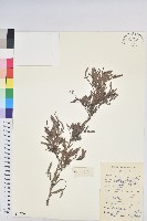 藏品(紅毛饅頭果)的圖片