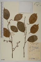 藏品(過山楓)的圖片