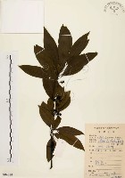 藏品(山胡椒)的圖片