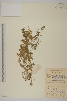 藏品(繁縷)的圖片