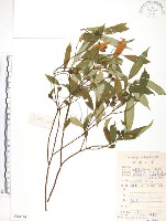 藏品(天仙果、臺灣榕)的圖片