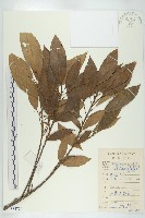 藏品(薄果猴歡喜)的圖片