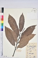 藏品(紅勾栲)的圖片