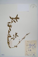 藏品(蓮子草)的圖片