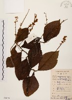 藏品(天料木)的圖片