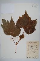 藏品(裂葉秋海棠)的圖片