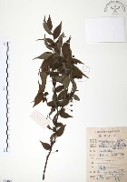 藏品(燈稱花、烏雞骨)的圖片