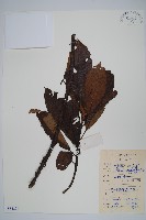 藏品(水東哥)的圖片