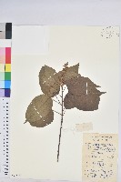 藏品(扛香藤)的圖片