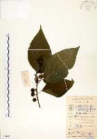 藏品(構樹)的圖片