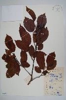 藏品(江南榿木)的圖片