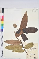 藏品(南嶺栲)的圖片