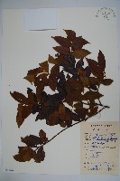 藏品(黃毛冬青)的圖片