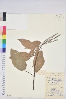 藏品(粗糠柴)的圖片