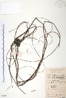 藏品(無根草)的圖片