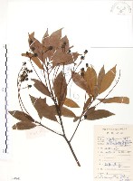 藏品(豬腳楠)的圖片