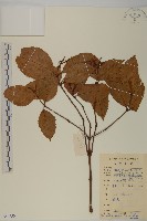 藏品(草珊瑚、紅果金粟蘭)的圖片