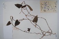 藏品(刺瓜)的圖片