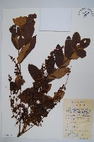 藏品(鹽膚木)的圖片