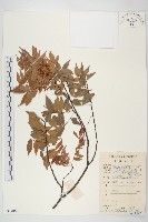 藏品(紅葉藤)的圖片
