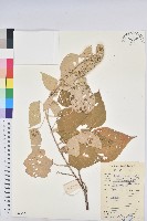 藏品(白背葉)的圖片