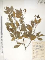 藏品(飛龍掌血)的圖片