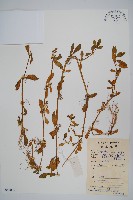 藏品(蓮子草)的圖片