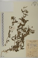 藏品(鱧腸)的圖片