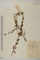 藏品(山白蘭)的圖片