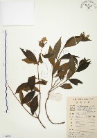 藏品(毛玉葉金花)的圖片