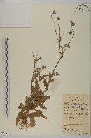 藏品(燈豎朽)的圖片