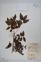 藏品(木蜡樹、野漆樹)的圖片