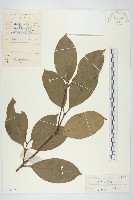 藏品(香港四照花)的圖片