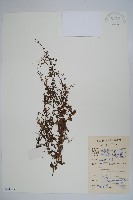 藏品(附地菜)的圖片