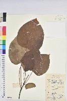 藏品(油桐)的圖片