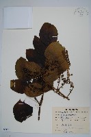 藏品(遼東蔥木)的圖片