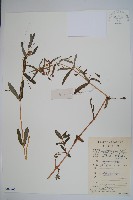 藏品(華鳳仙)的圖片