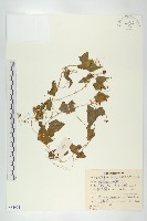 藏品(馬交兒)的圖片