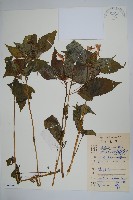 藏品(黃金鳳)的圖片