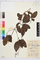 藏品(小木通)的圖片