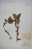 藏品(牯嶺鳳仙花)的圖片