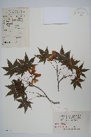 藏品(雞爪槭)的圖片