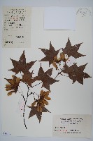 藏品(五裂槭)的圖片