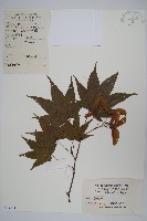 藏品(扇葉槭)的圖片