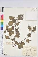 藏品(烏臼)的圖片