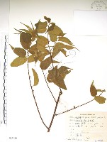 藏品(銳葉山黃麻)的圖片